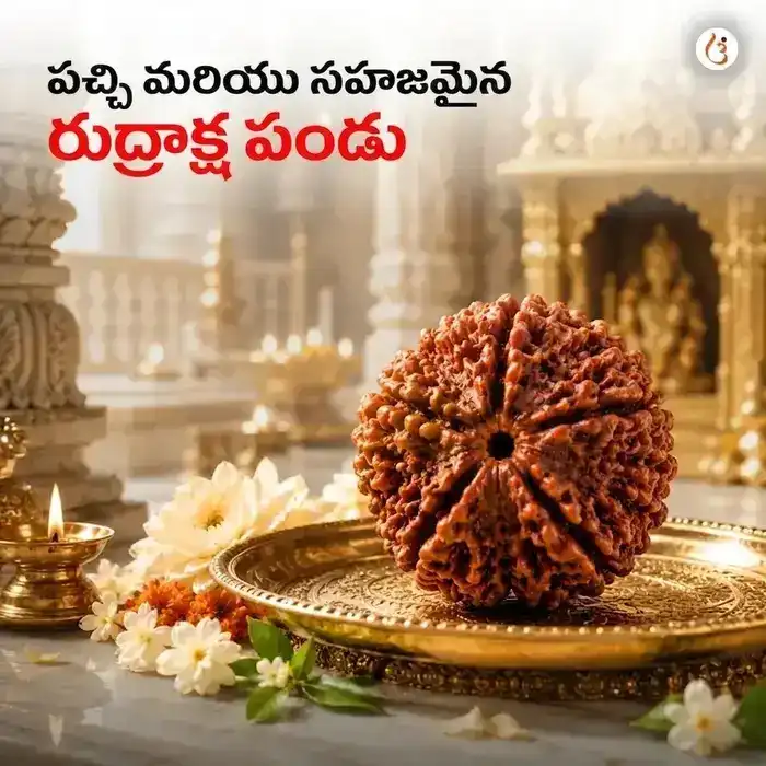 శక్తివంతమైన 5 ముఖి రుద్రాక్ష బ్రాస్‌లెట్ (అసలైన నేపాలీ రుద్రాక్ష పూసలు) - image 2